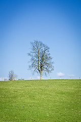 Image showing leafless tree