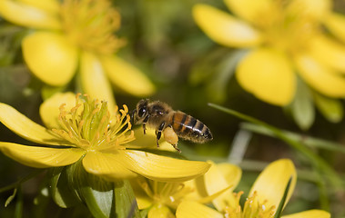 Image showing flying bee