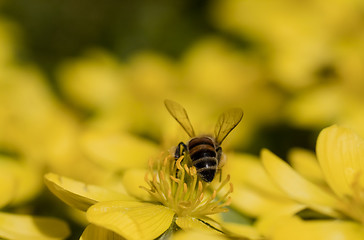 Image showing bee in winter aconite