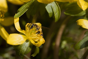 Image showing bee pollinating winter aconite