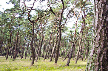 Image showing pine forest interesting form tree trunks branches 