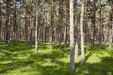 Image showing background of pine tree forest sunlight and shadow 