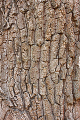 Image showing Fragment of old tree bark