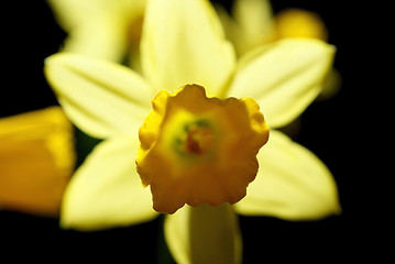Image showing Yellow Daffodil in back light