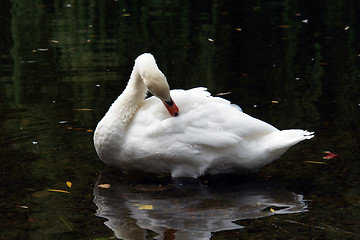 Image showing White Mute Swan Preening