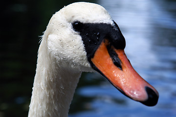 Image showing Portrait of a Swan