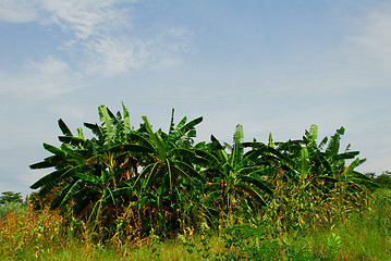 Image showing banana plants 