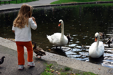 Image showing Little girl feeding big swans