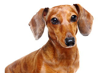 Image showing dachshund dog