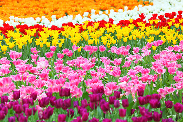 Image showing colorful field of tulips