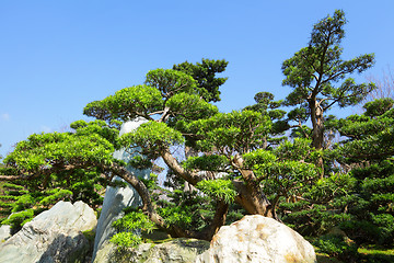 Image showing chinese garden plant