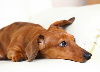 Image showing dachshund dog at home on sofa