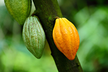 Image showing Cocoa pods