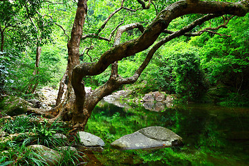 Image showing tree and water in jungle