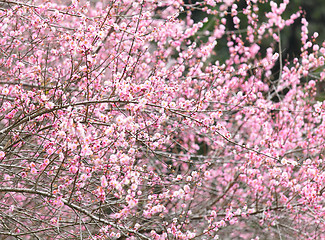 Image showing plum flower blossom