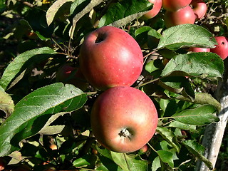 Image showing Apple