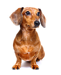 Image showing dachshund dog