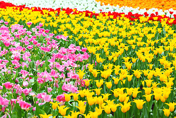 Image showing flower field with tulip