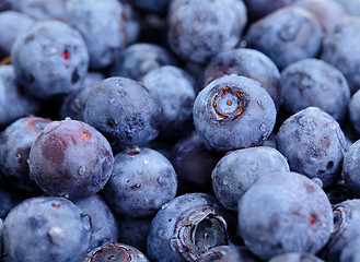 Image showing blueberry