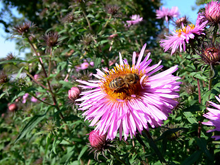 Image showing Bee on flower