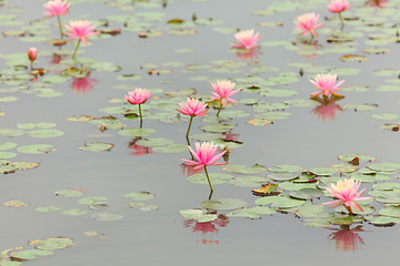Image showing lotus