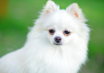 Image showing pomeranian dog