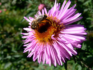 Image showing Bee on flower