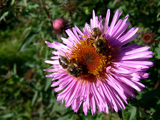 Image showing Two bee's