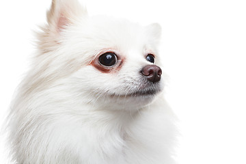 Image showing pomeranian dog