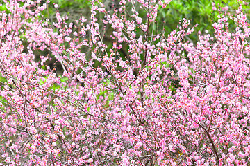 Image showing plum flower blossom