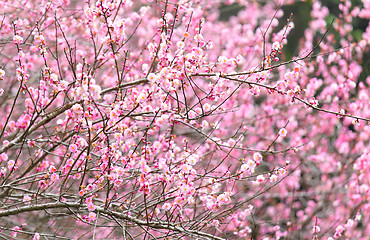 Image showing plum flower blossom