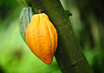 Image showing Cocoa pods