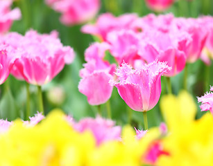 Image showing tulip in flower field