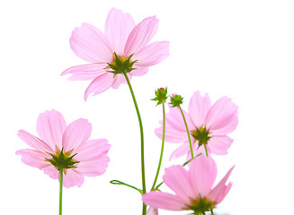 Image showing cosmos flowers