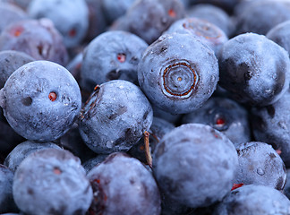 Image showing blueberry