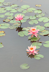 Image showing lotus