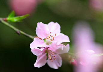 Image showing pink flowers blossoming