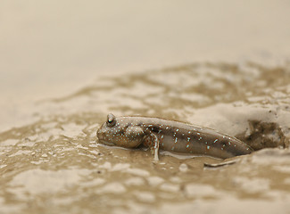 Image showing mudskipper