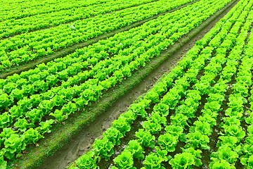 Image showing Rows of freshly planted lettuce