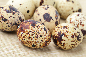 Image showing quail eggs