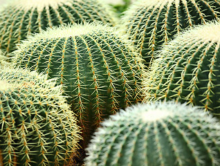 Image showing cactus