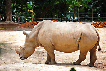 Image showing rhino