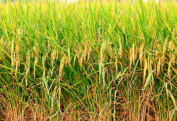 Image showing paddy rice field