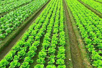 Image showing Rows of freshly planted lettuce