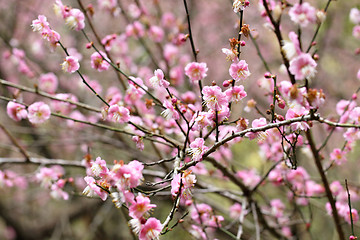 Image showing plum flower blossom