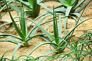 Image showing aloe vera