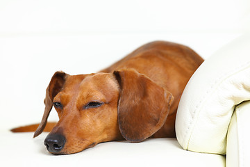 Image showing dachshund dog sleep on sofa