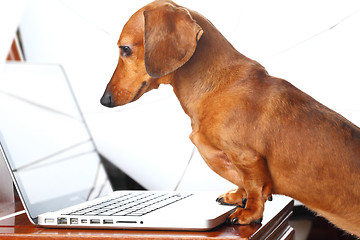 Image showing dog using laptop