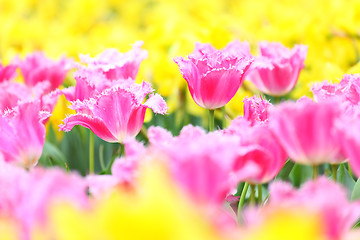 Image showing tulip in flower field