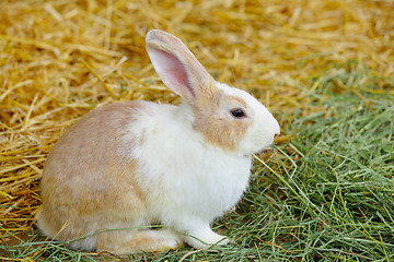 Image showing rabbit